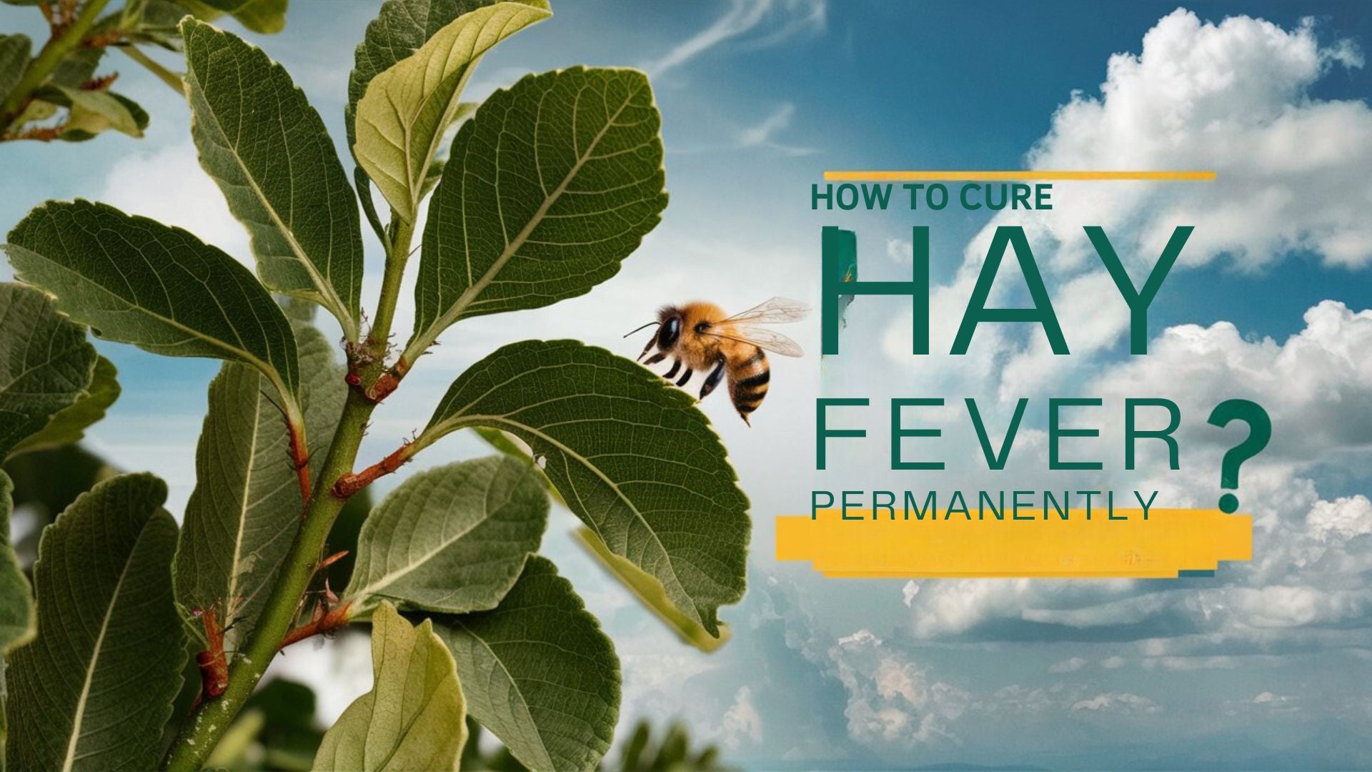 Lush How To Get Rid Hay Fever Background in HD Lush How To Get Rid Hay Fever Background in HD